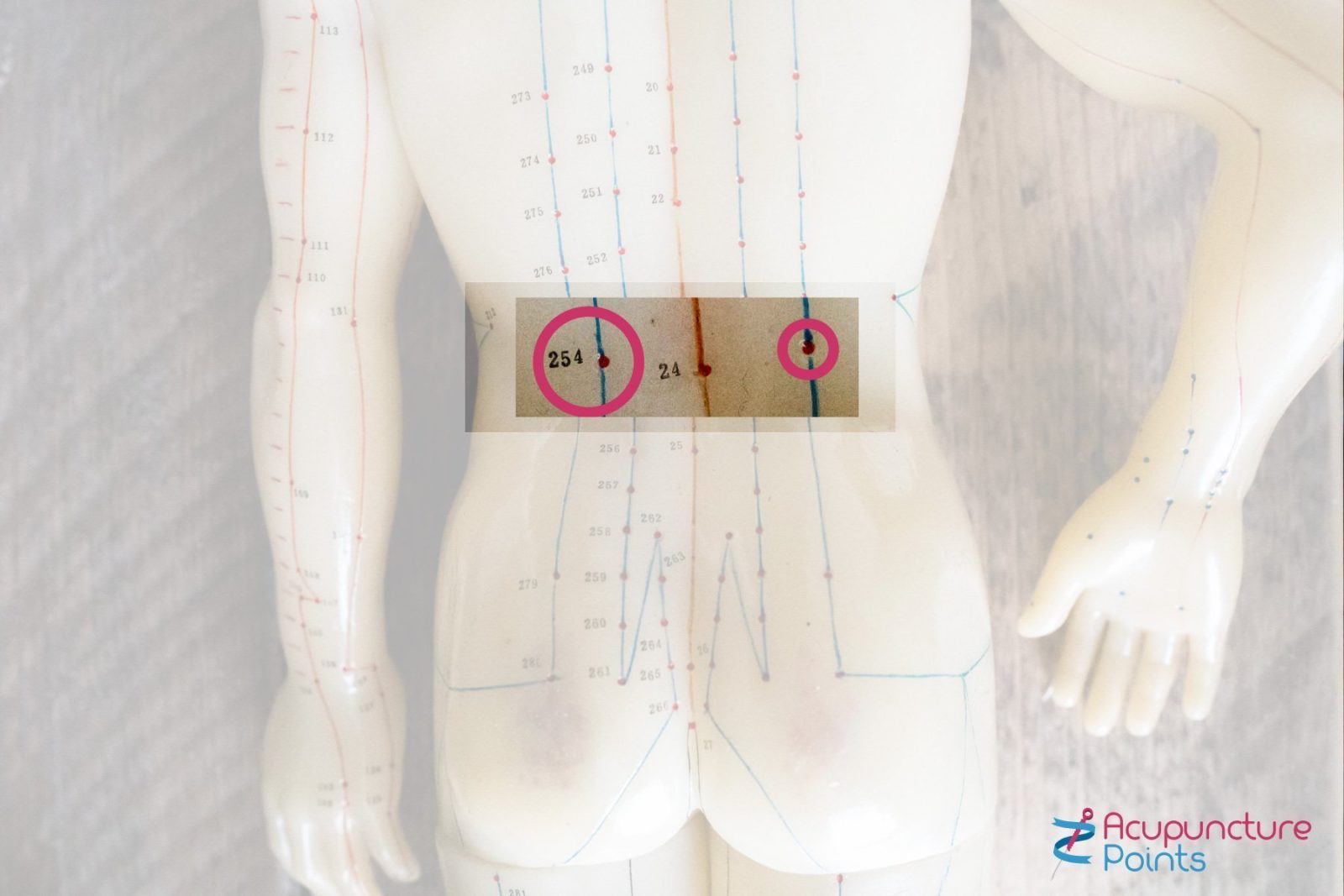 Bladder 23 Shen Shu Acupuncture Points 3858