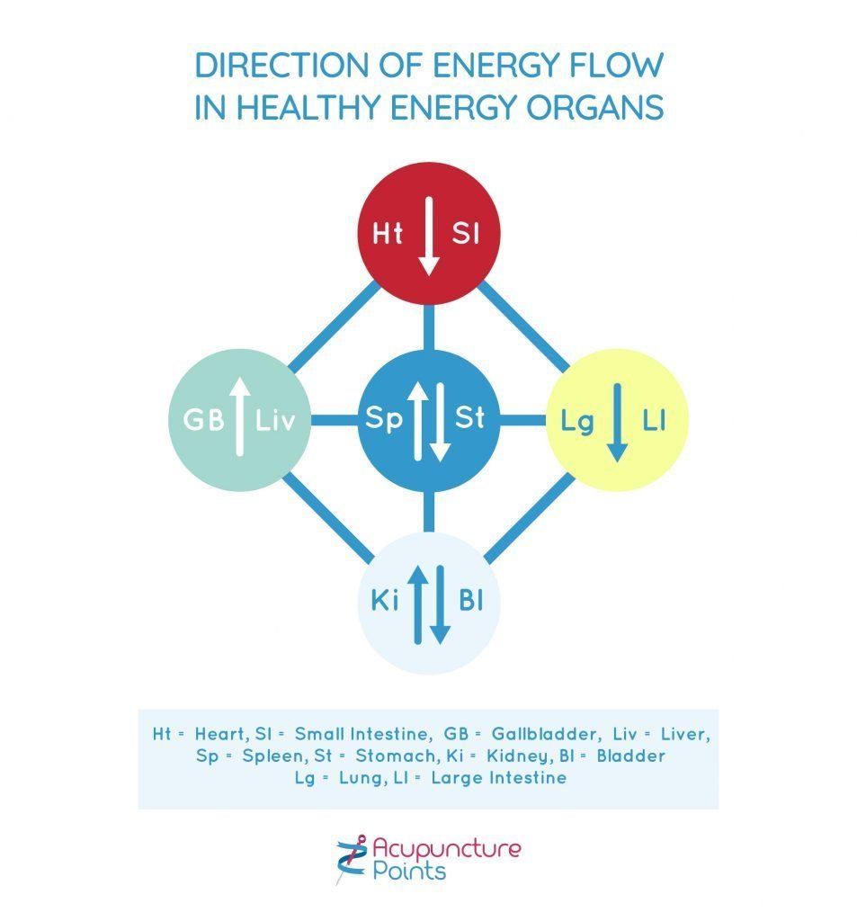 Direction of Energy Flow In Healthy Energy Organs