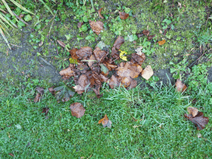 autumn-leaves1
