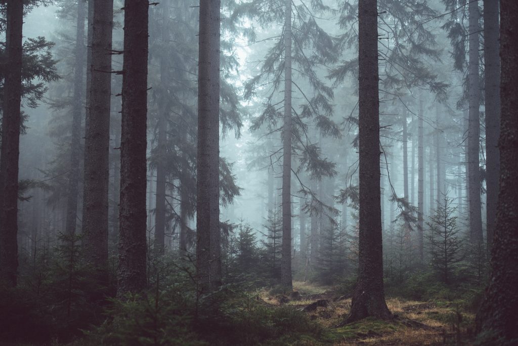 Foggy Forest - cold and damp