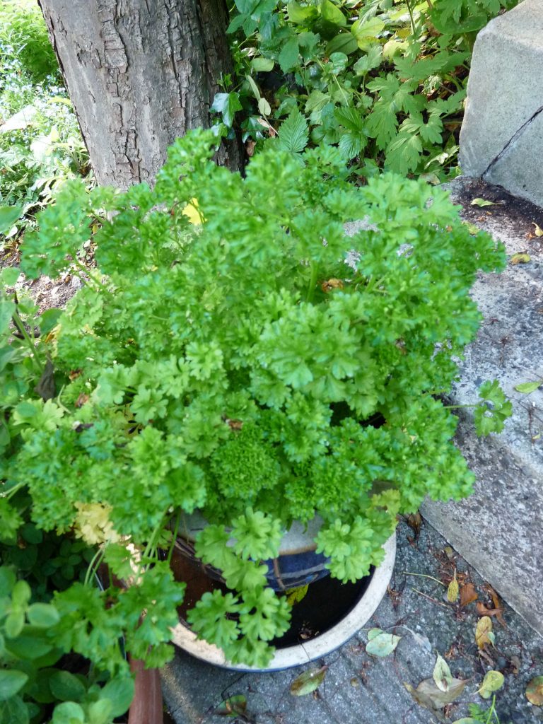 Parsley for Skin beauty