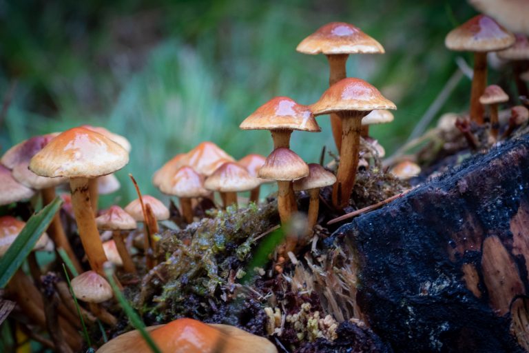 Fungi often make good Damp Foods: foods that help Damp conditions