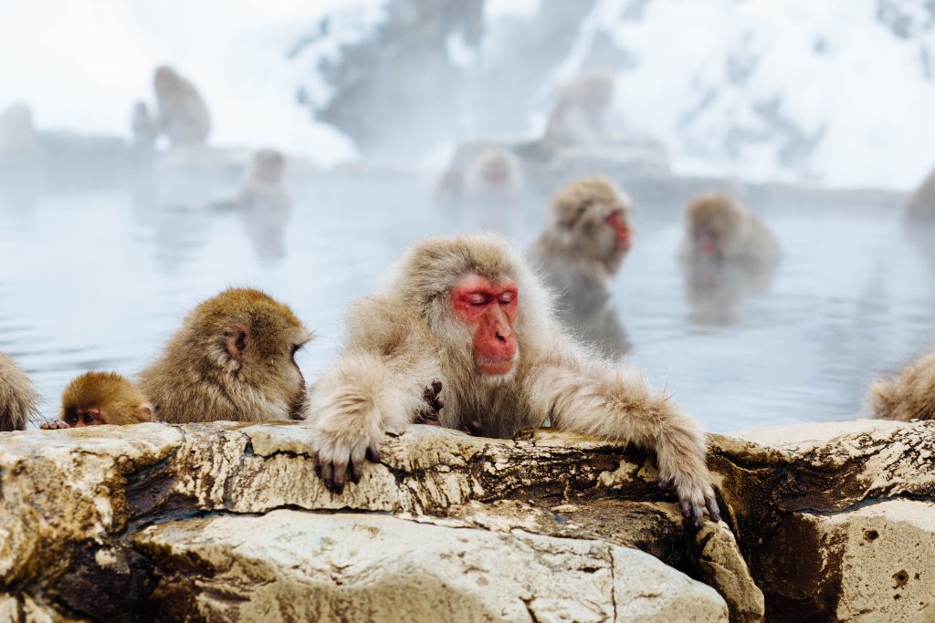 Primates soaking in hot spring