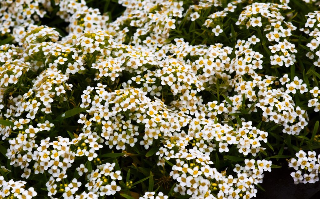 chamomile white flowers with green leaves for hangover