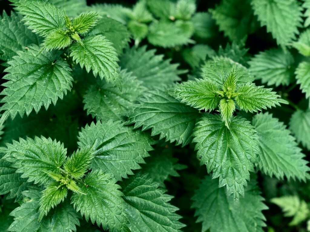 stinging nettle for liver yin deficiency