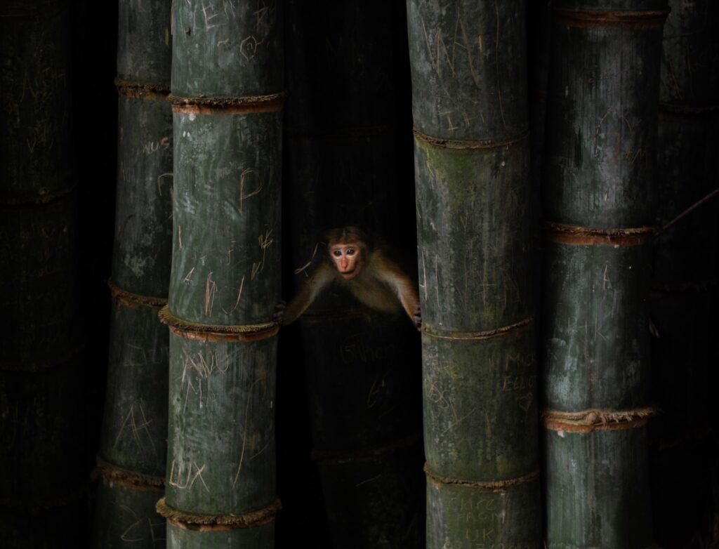 brown monkey between two green bamboos. Bamboo often used to symbolise Wood and Liver function.