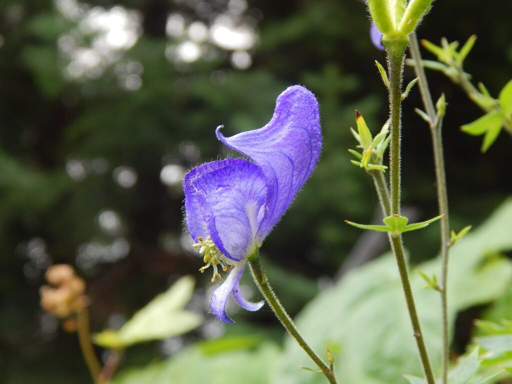 Are Chinese herbs safe? Not this one - Monkshood - fu zi!