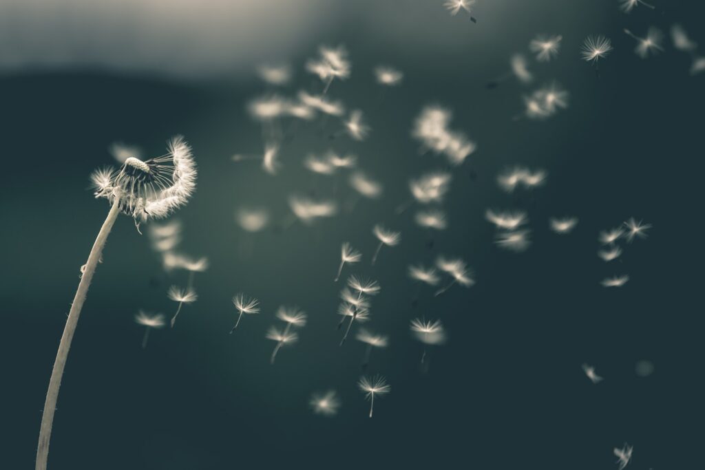 shallow focus of white dandelion: Heat victorious stirring Wind