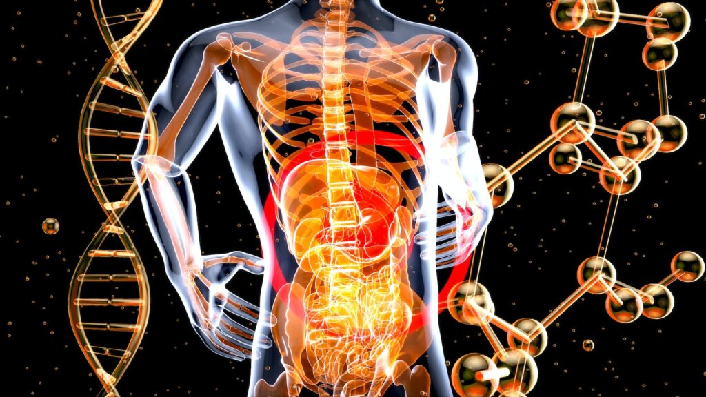 a 3d image of the human body and the structure of the body, centring on digestion, necessary for recovering from collapse of yin