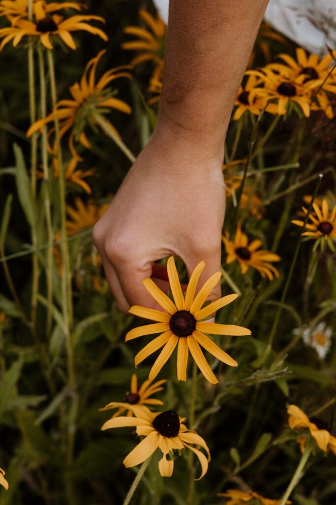 person holding yellow petaled flower