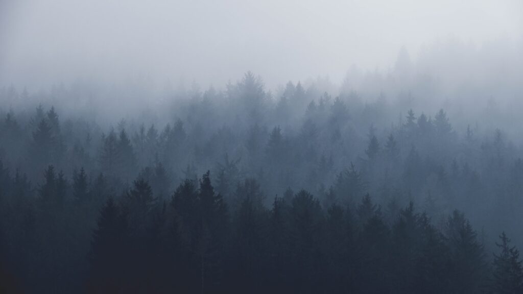 silhouette of trees covered by fog