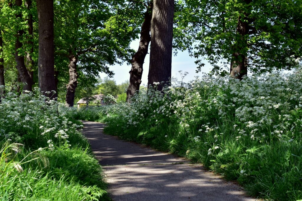 a path through a lush green forest filled with trees