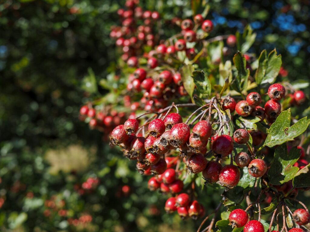 Hawthorn berries