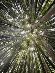 a group of trees